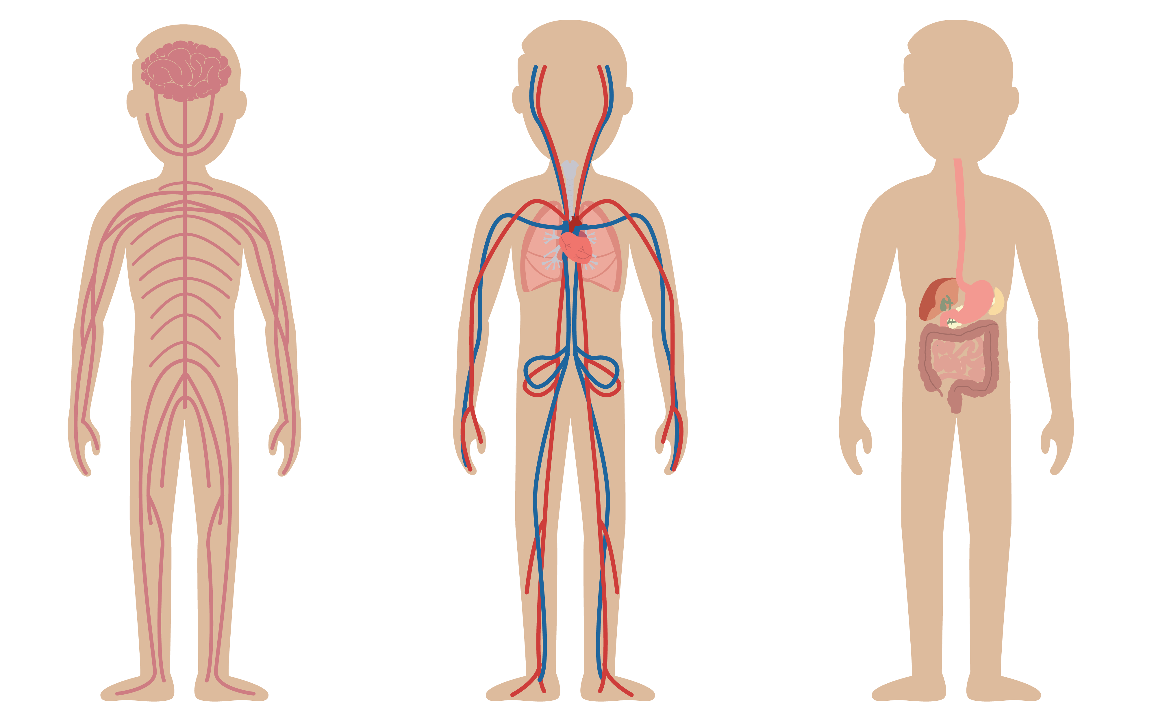 Corps humain - vue droite