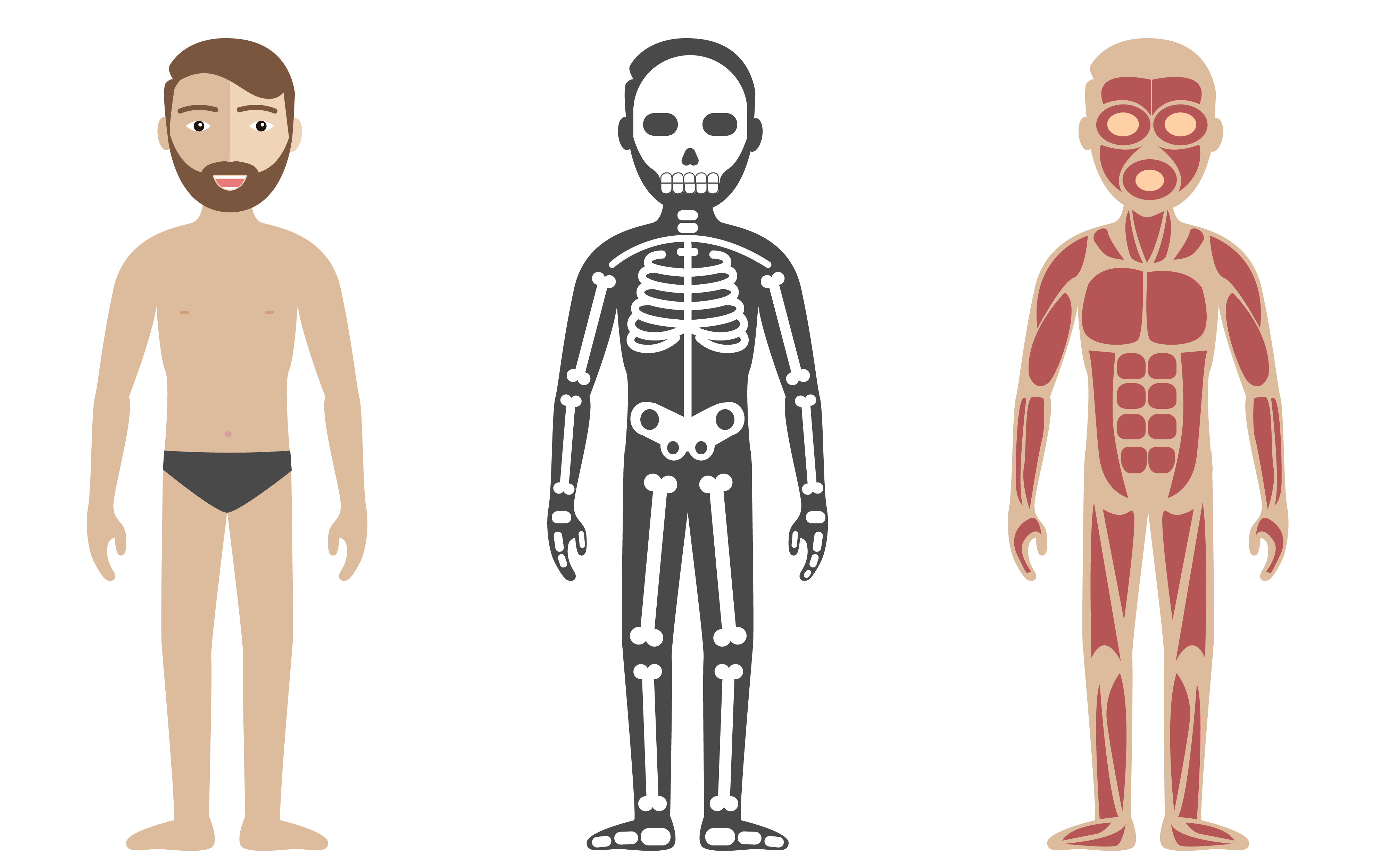 Corps humain - vue gauche